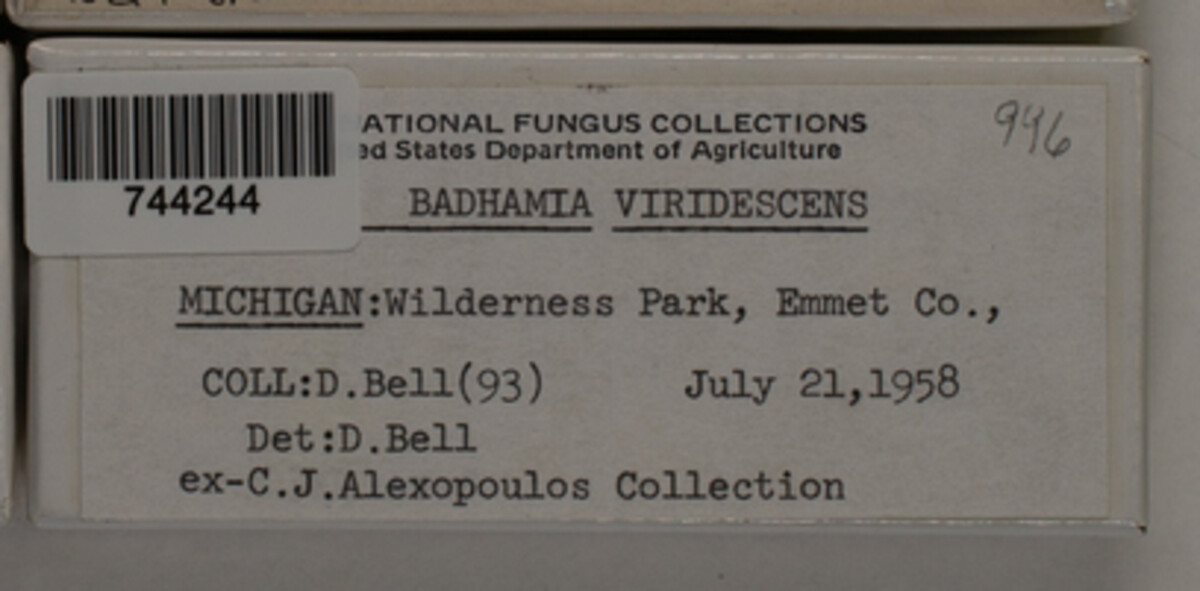 Badhamia viridescens image